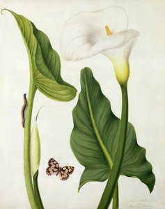 Calla Aethiopica com Borboleta e Lagarta (wc e guache sobre lápis em velino)